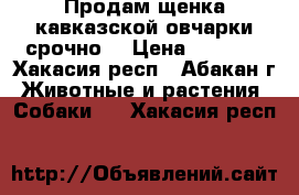 Продам щенка кавказской овчарки срочно! › Цена ­ 2 000 - Хакасия респ., Абакан г. Животные и растения » Собаки   . Хакасия респ.